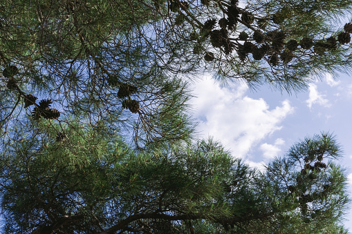 Pitsunda pine (Pinus brutia pityusa) species of Calabrian or Turkish Pine (Pinus brutia). Close-up of the lush crown against blue sky.