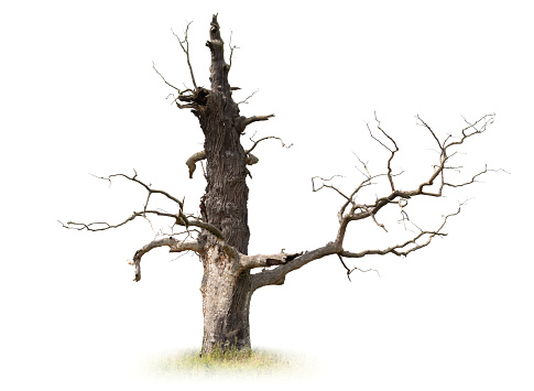 Dry Old Oak Tree