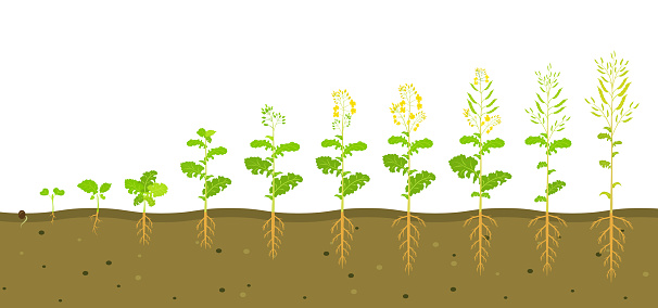 Growth cycle of rapeseed in soil. Phases of development of root system of plants. Vector illustration of growing seedlings.