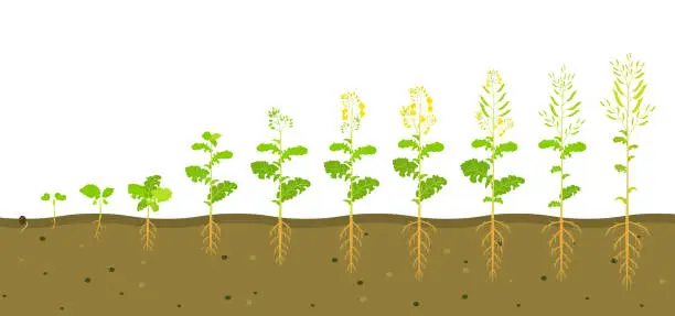 Vector illustration of Growth cycle of rapeseed in soil. Phases of development of root system of plants. Vector illustration of growing seedlings
