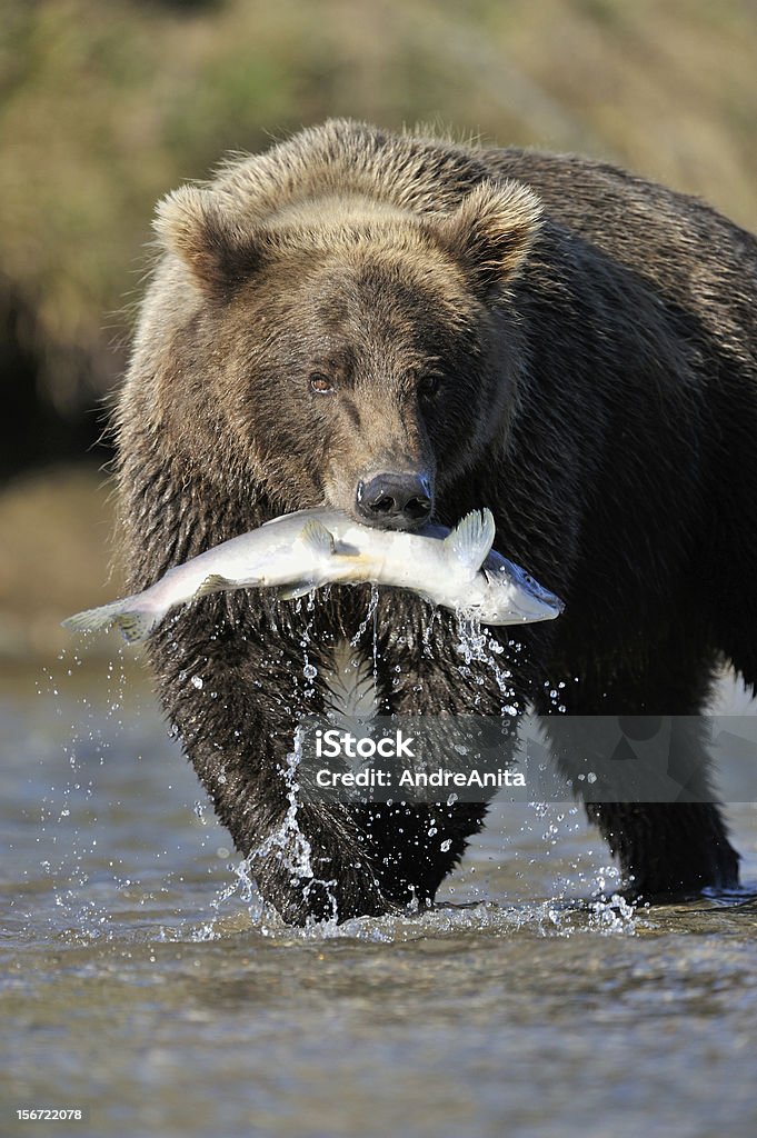 Grizzly Bear - Royalty-free Alasca Foto de stock