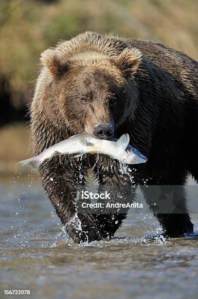 Grizzly Bear - Fotografias de stock e mais imagens de Alasca - Alasca, Animais caçando, Animal