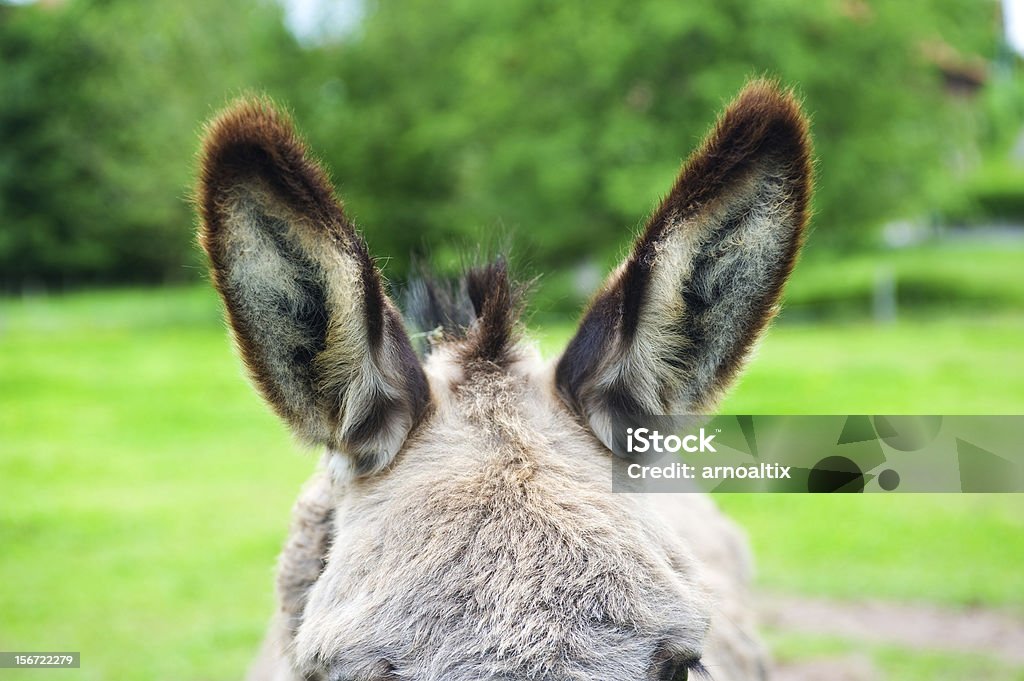 Burro-orelhas - Royalty-free Animal Foto de stock