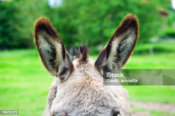 Burroorelhas - Fotografias de stock e mais imagens de Animal - Animal, Ao Ar Livre, Burro