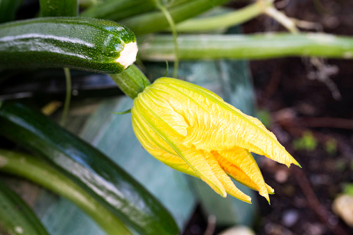 Detailed close up of a large and vibrant yellow squash flower