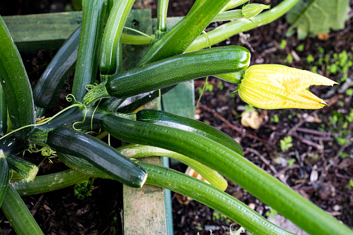 Courgette or zacconi vegetable growing in a raised bed. The courgette is in flower.