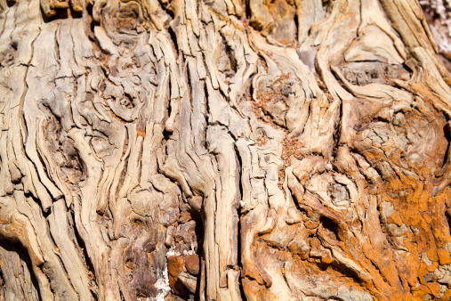old wild wood texture