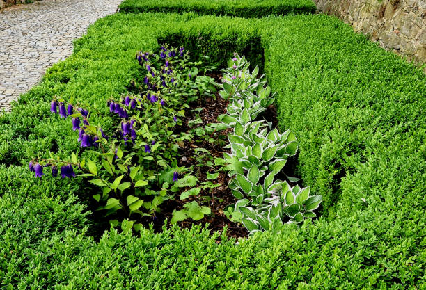 cut squares of flowerbed edging in a historic garden made of boxwood hedges. courtyard of the castle along the cobblestone path row of squares frozen ice, snowing evergreen topiary, snow, winter, shaped, buxus sempervirens la fracción fina beige de grava se utiliza para la construcción de senderos y patios del parque. el material natural similar a la arena se lamina o compacta mediante apisonadoras vibratorias, broideries, hosta sieboldiana, mantillo de guijarros, parterre