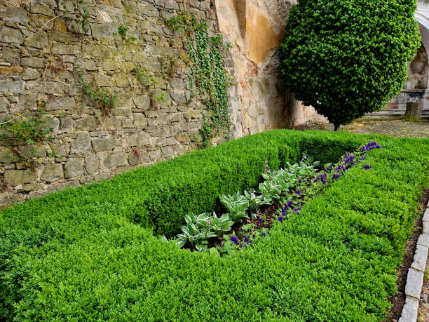 cut squares of flowerbed edging in a historic garden made of boxwood hedges. courtyard of the castle along the cobblestone path row of squares frozen ice, snowing evergreen topiary, snow, winter, shaped, buxus sempervirens la fracción fina beige de grava se utiliza para la construcción de senderos y patios del parque. el material natural similar a la arena se lamina o compacta mediante apisonadoras vibratorias, broideries, hosta sieboldiana, mantillo de guijarros, parterre
