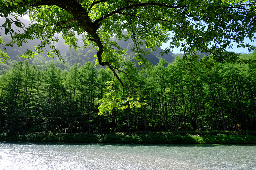 Natural scenery of summer, Azusa River and larch forest, Kamikochi, early July