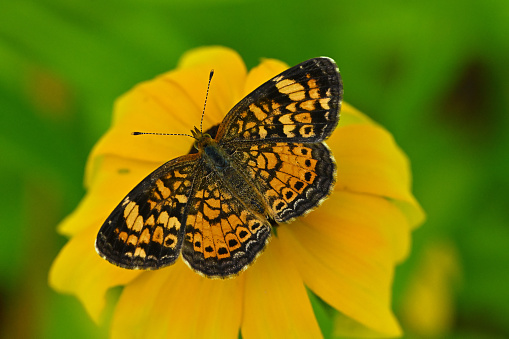 Pearl crescent butterfly on black-eyed Susan in midsummer