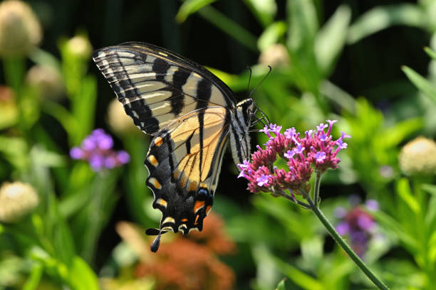 istock Tiger swallowtail in flowerbed 2 1567233640
