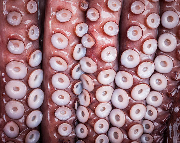 Octopus tentacle background texture