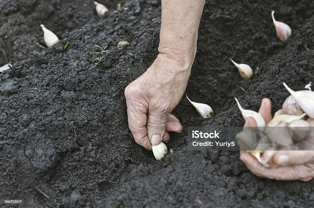 Senior woman planting garlic Senior woman planting garlic in the vegetable garden Garlic Stock Photo