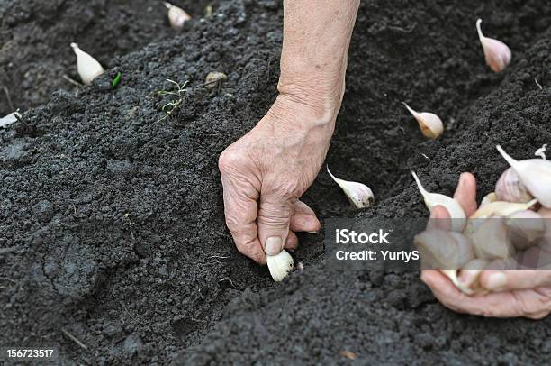 Senior Woman Planting Garlic Stock Photo - Download Image Now - Garlic, Sowing, Planting