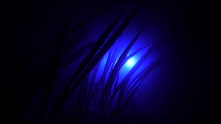 Blue tracking light underwater