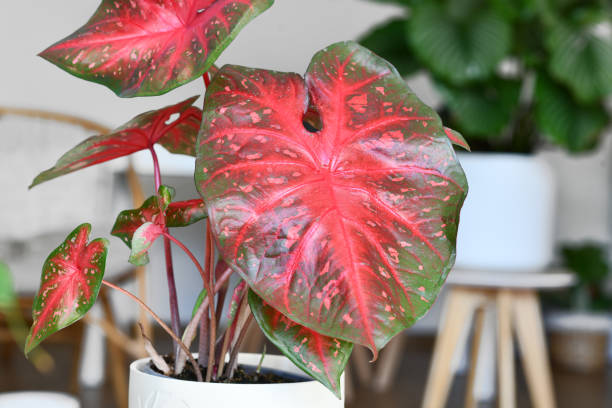istock Leaf of exotic Caladium Red Flash houseplant 1567244028