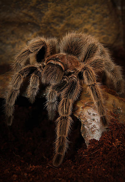 Chilean Rose Tarantula (Grammostola rosea) stock photo