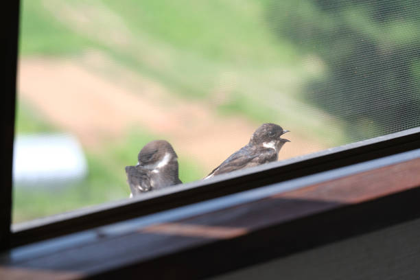 istock Two young swallows resting outside a window, July 1567258601