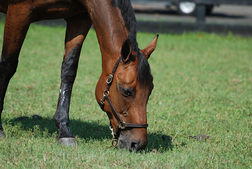 Pasture with a bay mare snacking and grazing eating grass.