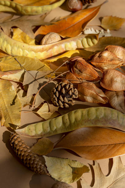 istock Creative autumn composition made of dried leaves, cones, walnuts and chestnuts on pastel background with sunlit and shadows. Fall nature concept.  Top view. Flat lay 1567269635