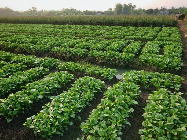 istock Mustard Plants, mustard farming area 1567272922