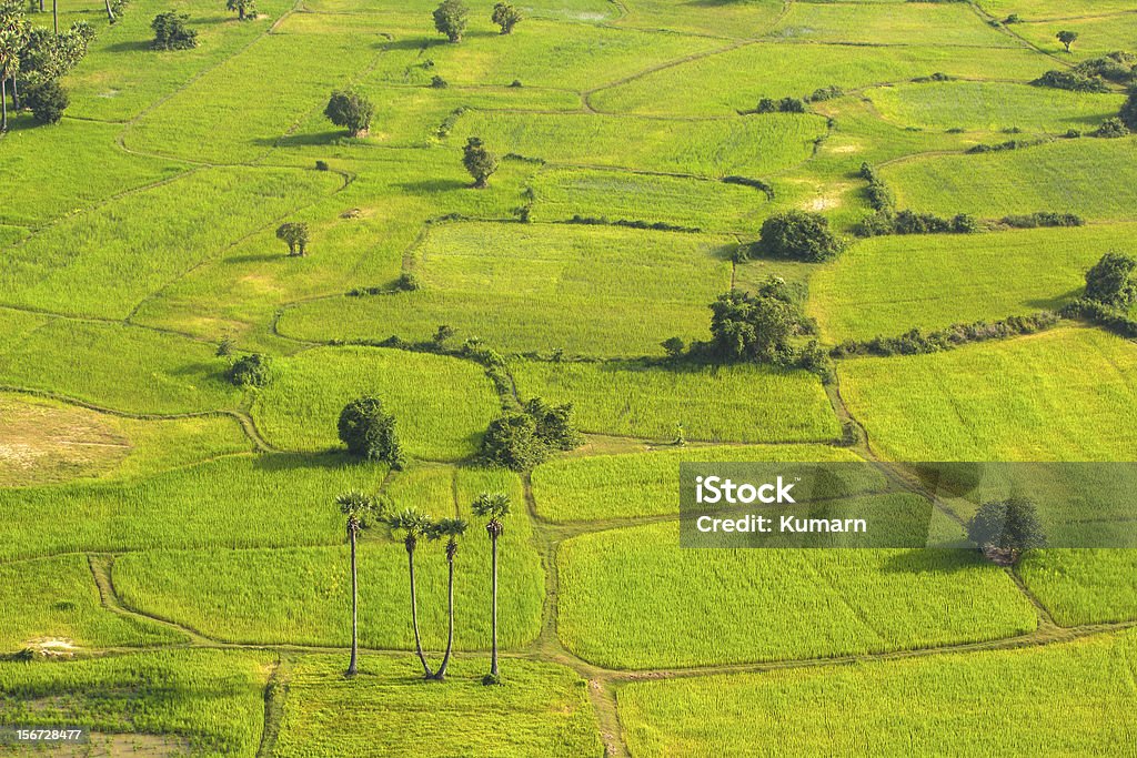 Cada planta - Foto de stock de Agricultura libre de derechos