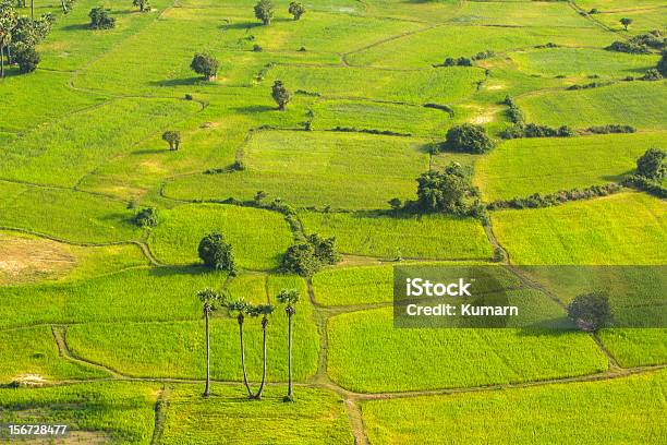 Cada Planta Foto de stock y más banco de imágenes de Agricultura - Agricultura, Aire libre, Azul