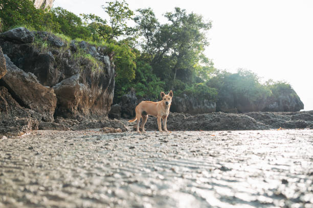 istock Dog enjoying nature on beach in thailand 1567297934