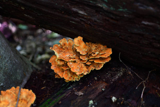 istock Chicken of the Forest 1567300198