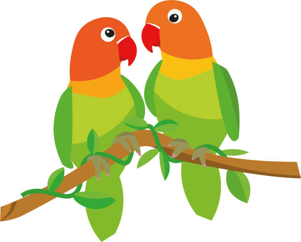 пара неразлучников. - parrot multi colored bird perching stock illustrations