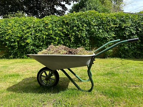 Wheelbarrow with grass and hay in the backyard