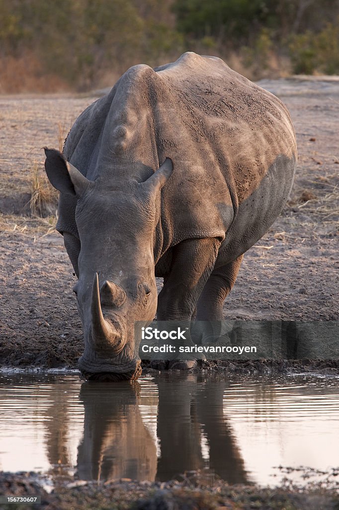 Белый Rhino ВОЛОВЬЮ КОЖУ пить на Водная яма в South African Reserve - Стоковые фото Африка роялти-фри