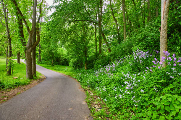 Image of Aerial Foundation Park with trees and hill covered in Dames Rocket and Oxalis Triangularis flowers