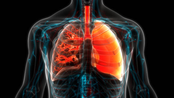 anatomia humana dos pulmões do sistema respiratório - human lung tuberculosis bacterium emphysema human trachea - fotografias e filmes do acervo