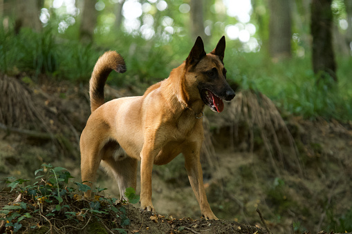 Side view of a standing Belgian malinois dog into the light in low angle shot in a shady french woodland in summer