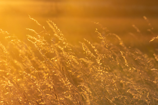 Golden and fiery tones of the sunset on the grass stalks in the field