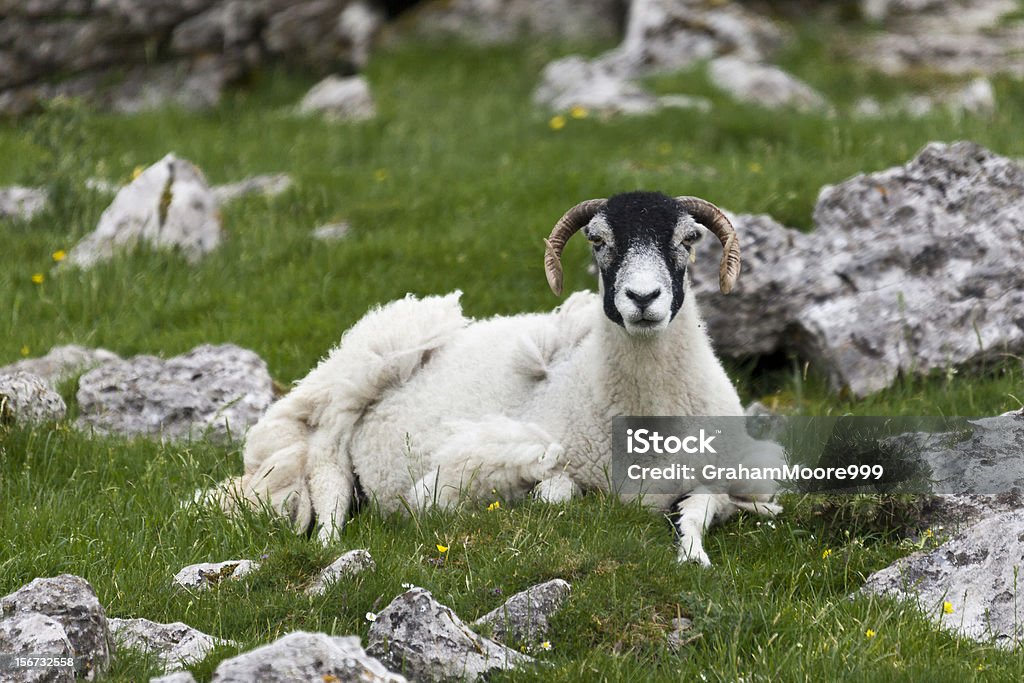 Pecore seduto tra pietre - Foto stock royalty-free di Agnello - Carne