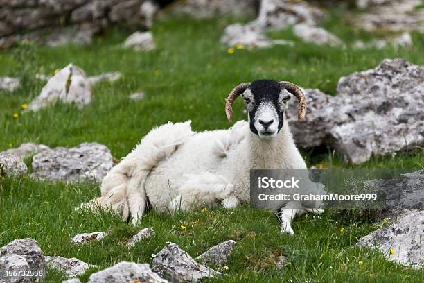 Pecore Seduto Tra Pietre - Fotografie stock e altre immagini di Agnello - Carne - Agnello - Carne, Agricoltura, Ambientazione esterna