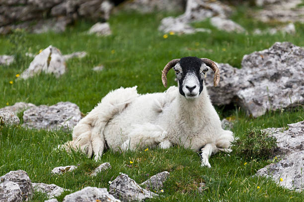 istock Sheep sitting amongst stones 156732558