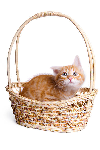 Spaventato piccolo gattino nel cestino di paglia. - foto stock