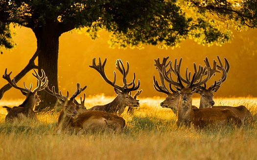 A large group of red deer stags gathered at sunset