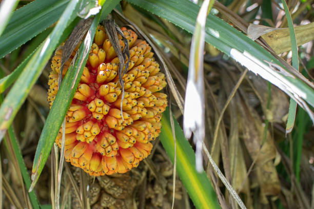 beautiful tropical plant Pandanus tectorius (Hala, Bacua, Vacquois). Closeup of fresh fruits of the sea hanging from a tree.