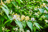 Background asset, honeysuckle white flowering bush, plant, dark green, sharp shadows, contrast