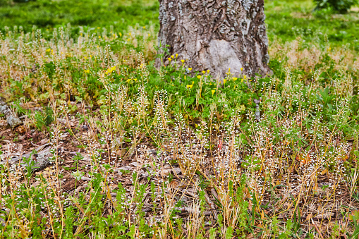 Image of Base of tree trunk low to ground with grasses and yellow flowers