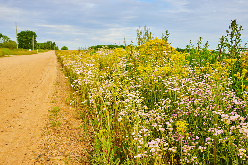 Image of Blue and purple cloudy skies with burst of yellow and pink wildflowers beside country dirt road