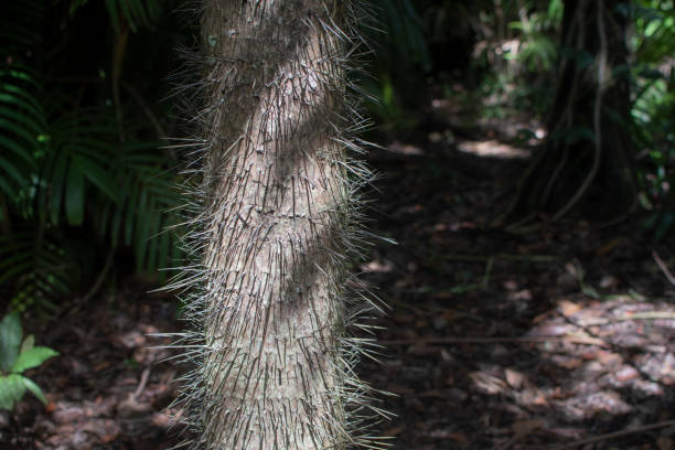 istock Spiky tree trunk in the tropical rainforest 1567331469