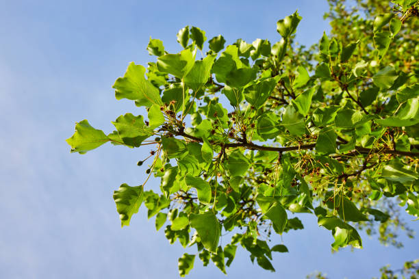 istock Autumn gold ginkgo budding tree plant summer spring green background asset under blue sky 1567332535