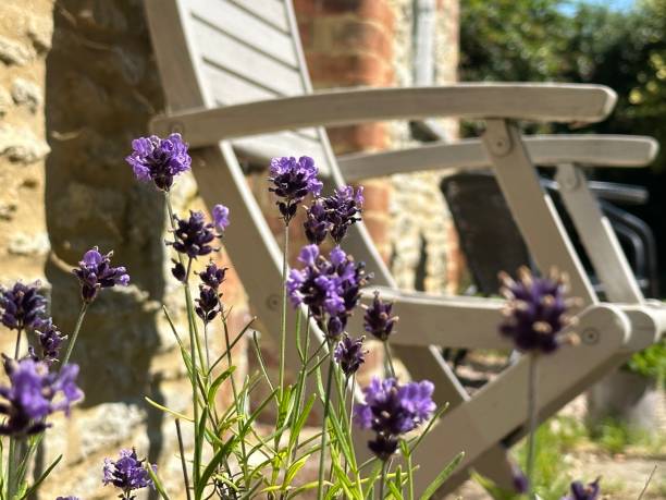 istock Lavender growing in the garden 1567333658