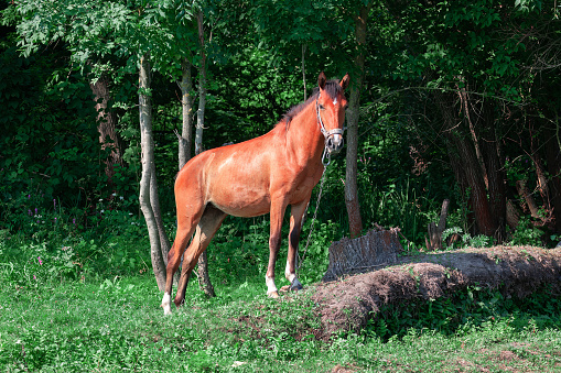Horse on a green meadow in summer day . Domestic animal portrait